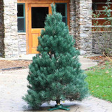FRESH CUT SCOTCH PINE 6-8 FT 16380