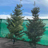 FRESH CUT WHITE FIR 9-10 FT 16387
