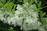 White Fringetree #7 16391