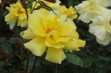 Golden Showers Rose #3 16680
