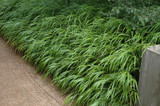 Japanese Woodland Grass #1 16731