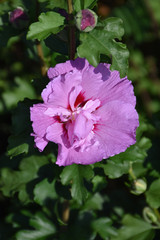 Tahiti&trade; Rose of Sharon #3 17055