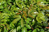 Compact Oregon Grape Holly #5 17066