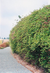 Hall's Japanese Honeysuckle #5 17079