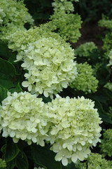 Little Lime&reg; Hydrangea #2 17228