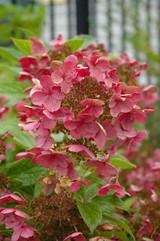 Quick Fire Hydrangea #2 17231