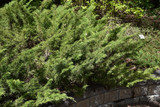Skandia Juniper #5 17840