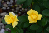 Sunny Knock Out&reg; Rose #3 17903