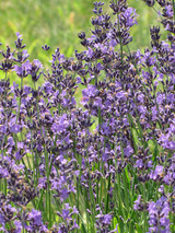 English Lavender #2 17971