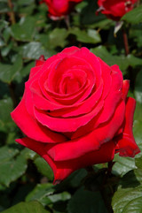Let Freedom Ring Rose #3 18005