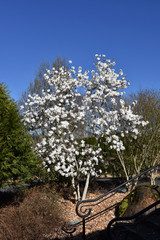 Royal Star Magnolia #2 18675