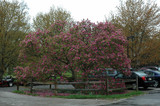 Susan Saucer Magnolia #2 18677