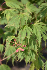 Northern Glow Japanese Maple #7 18715