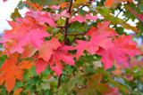 Norwegian Sunset Maple #7 18716