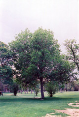 Common Mulberry #5 19332