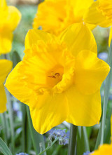 Narcissus Bulb Dutch Master 8pp 19351