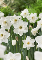 Netherland Narcissus Bulb Stainless 6pp 19357