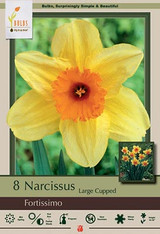 Narcissus Bulb Fortissimo 8pp 19363