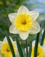 Narcissus Bulb Ice Follies 8pp 19365