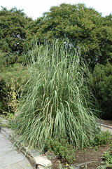 Pampas Grass #1 19648