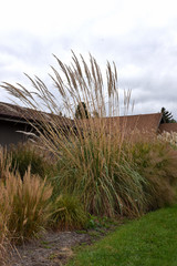 Pampas Grass #1 19648