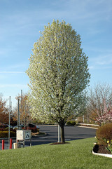 Chanticleer Ornamental Pear #7 19807