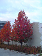 Chanticleer Ornamental Pear #7 19807