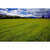 Bulk Perennial Ryegrass Grass Seed AVS 1lb 19842