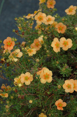 Orange Whisper Potentilla #2 20067