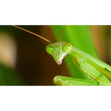 Praying Mantis 2 Eggs 20118
