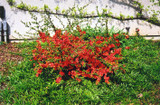 Common Flowering Quince #5 20186