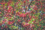 Common Flowering Quince #5 20186