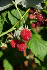 Willamette Raspberry #1 20387