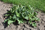 Victoria Rhubarb #2 20503