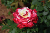 Double Delight Rose #5 20628