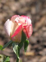Double Delight Rose #5 20628