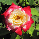 Double Delight Rose #5 20628