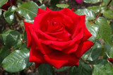 Ingrid Bergman Rose #5 20637