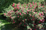 John Cabot Rose #2 20638