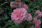John Davis Rose #2 20639