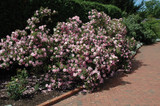 John Davis Rose #2 20639