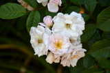 Marie Pavie Rose 20649