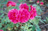 Morden Ruby Rose #2 20656