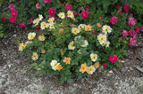 Morden Sunrise Rose #2 20657