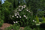 Pink Chiffon&reg; Rose of Sharon #2 20660