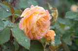 Strike It Rich Rose #5 20673