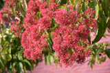 Seven-Son Flower#5 21006
