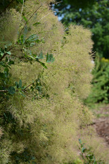 Young Lady Smokebush #2 21225
