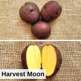 Certified Specialty Seed Potatoes by Poind 21325