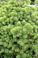 Little Gem Spruce #2 21419
